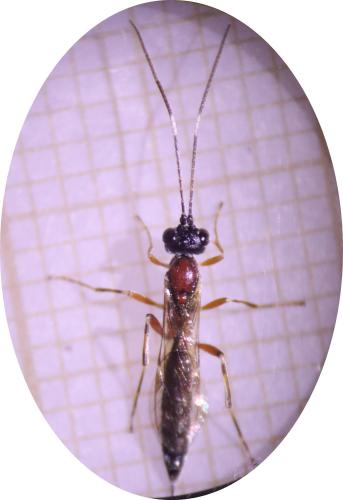 Heterischnus truncator